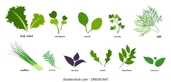 Set of fresh green leafy vegetables, salad dressings in flat style, infographics with text. Vector image of dill, basil, mint, green onion, arugula, parsley, spinach, bay leaf, microgreens, lettuce, 