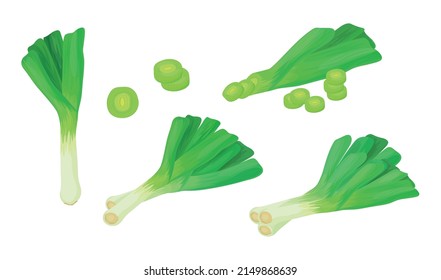 Set of fresh green leeks in cartoon style. Vector illustration of vegetables whole and cut into slices and halves, with a leaf on white background.