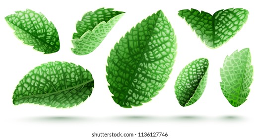 Conjunto de hojas frescas de menta verde. Ingrediente orgánico natural para refrescarse, como limonada o mojito. Aislado sobre fondo blanco. Ilustración vectorial EPS10 realista.