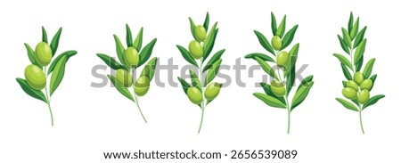 Set of fresh green olives in cartoon style. Vector illustration of beautiful branches with olives, leaves of different shapes and sizes, isolated on white background. Branches with fruits. Olive oil.