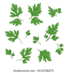 Set of Fresh green parsley leaves isolated on white background. Cilantro leaves, raw garden parsley twig, chervil or coriander leaf collection. Vector icons illustration.