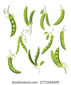 Set of fresh green pea pods shown in various states including whole pods open pods with peas and individual loose peas for cooking