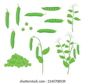 Set of fresh green peas in cartoon style. Vector illustration of vegetables large and small sizes, closed and open pods, a bunch of peas, stalks with pods and leaves on white background.