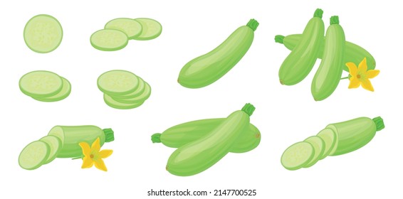 Set of fresh green zucchini in cartoon style. Vector illustration of vegetables whole and cut into slices and halves, large and small sizes on white background.