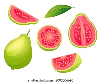 Set of fresh guava whole, half, cut slice and leaf illustration isolated on white background