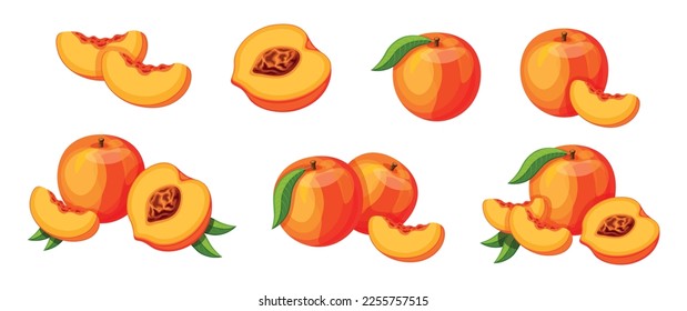 Set of fresh juicy peaches in cartoon style. Vector illustration of tasty fruits whole and cut, large and small sizes with green leaves isolated on white background.