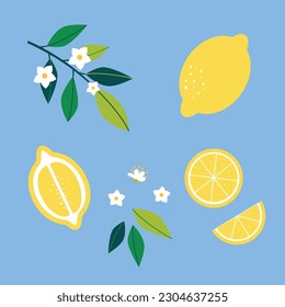 Conjunto de limones frescos, flores de limón, ramas y rodajas. Ilustración de material vectorial.