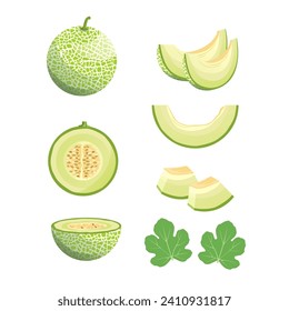 set of fresh melon illustrations. whole melon, slices and melon leaves. on a white background