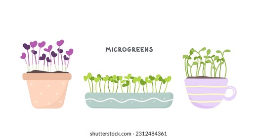 Set of fresh micro greens in a different pots