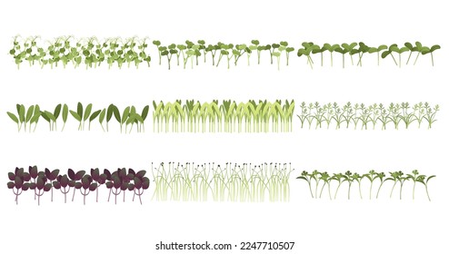 Set of Fresh microgreen superfood sprouts healthy nutrition vector illustration on white background