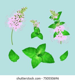 Set of fresh mint leaves texture and flowering isolated on mint background.Abstract background of peppermint leaf mint herbs.Vector realistic illustration.