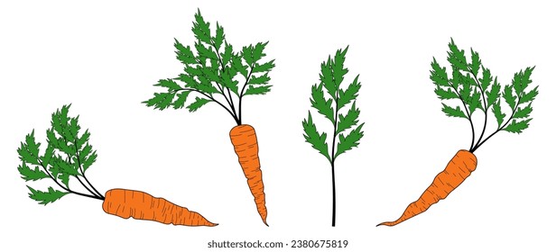 Set of fresh orange carrots in simple flat style. Vector illustration of whole vegetables with tops, leaves, on a white background. Elements for eco design.	