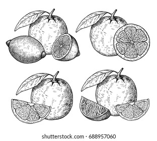 Set fresh orange. Hand drawn sketch style tropical summer fruit vector illustration. Isolated drawing on white background. Vitamin and healthy fruit eco food. Farm market produce.