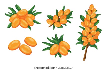 Set of fresh orange sea buckthorn in cartoon style. Vector illustration of berries large and small sizes on the crowns with leaves and separately on white background.