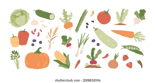 Set of fresh organic farm vegetables. Healthy vegetarian food. Autumn harvest of pumpkin, carrot, onion, asparagus, corn, peas. Colored flat vector illustration of veggies isolated on white background