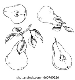 Set of fresh pears with  leaves on white background. Cartoon ink sketch. Hand drawn vector illustration.