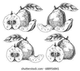 Set fresh quince. Hand drawn sketch style tropical summer fruit vector illustration. Isolated drawing on white background. Vitamin and healthy fruit eco food. Farm market produce.