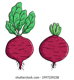 set of fresh Radish illustration with colored hand draw style