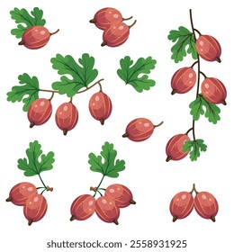 Set of fresh red gooseberries in cartoon, realistic style. Vector illustration of berries, large and small sizes, on crowns with leaves on white background. Composition with gooseberry on stem.