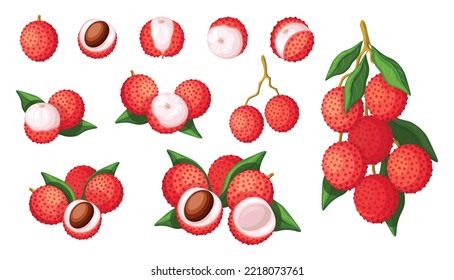 Set of fresh red lychee in cartoon style. Vector illustration of fruits whole and cut, large and small sizes with leaves on white background.