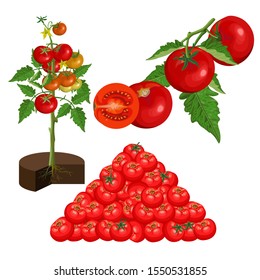 Set of fresh red tomatoes. Branch, bush, leaf and fruits. Organic food. Vector illustration isolated on white background