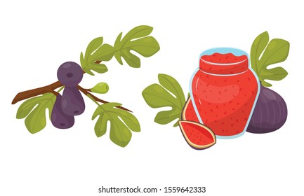 Set With Fresh Ripe Figs And Jam Vector Illustrations Isolated On White Background