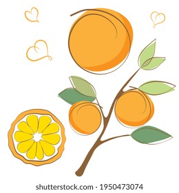 Set of fresh ripe oranges with leaves. Abstract fruit. Branch of orange. Outline doodle, cartoon flat style. Vector illustration.