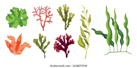 Set of fresh seaweed in cartoon style. Vector illustration of different algae for salads and aquariums on white background.