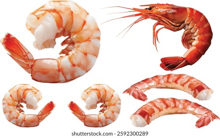 set of Fresh shrimp isolated on white background 