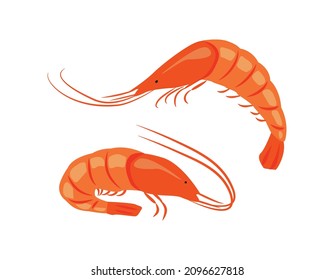 Set of fresh shrimps in flat style, seafood.  Vector illustration for the menu of fish restaurants, for packaging in markets and shops.