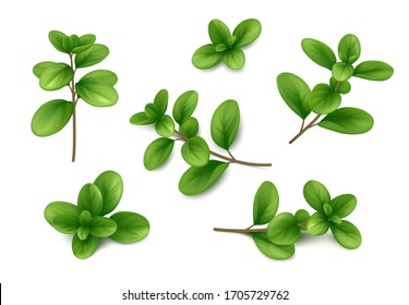 Set of fresh sweet marjoram (Origanum majorana) sprigs isolated on white background. Realistic vector illustration. 