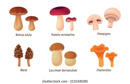 Set von frischem und schmackhaftem Pilz auf weißem Hintergrund. Vektor Boletus edulis, Beroooooooula xerampelina, Champignon, Morel, Leccinum duriusculum und Chanterelles im Cartoon-Stil.