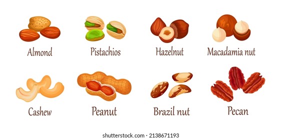 Set of fresh and tasty nuts on white background. Vector almond, pistachios, hazel, macadamia nut, cashew, peanut, brazil nut and pecan in cartoon style.