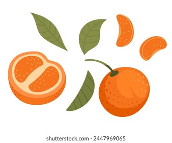 Set of fresh tasty tangerine whole with peel halved and slice with green leaves vector illustration isolated on white background