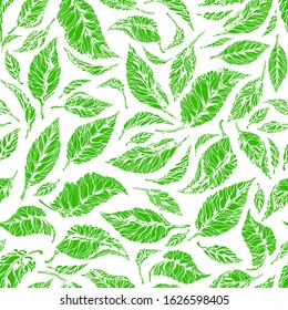 Set of fresh tea leaves on white background. Vector seamless pattern. Botanical drawing. Realistic nature harvest. Organic food, herbal aroma drink, vegan product