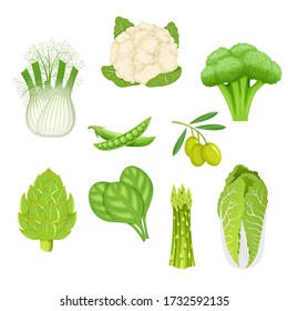 Set of fresh vegetables, cabbage;  cauliflower, olives, chinese cabbage, fennel, peas, broccoli, asparagus, spinach and artichoke, vegetable harvest, collection of healthy products. Vector icons.