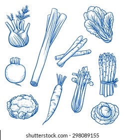 Set of fresh vegetables: fennel, turnip, cauliflower, leek, carrot, asparagus, celery, cabbage. Hand drawn doodle vector illustration.