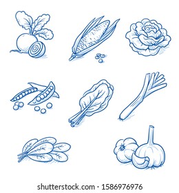 Set of fresh vegetables: leek, corn, beetroot, peas, garlic, lettuce and spinach. Hand drawn doodle vector illustration.