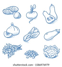 Set of fresh vegetables: turnip, salad, butternut squash, aubergine, cauliflower and lentils. Hand drawn doodle vector illustration.