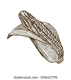 Set of fresh vegetables vintage illustration of pastry for breakfast meal design element logo branding menu chili corn