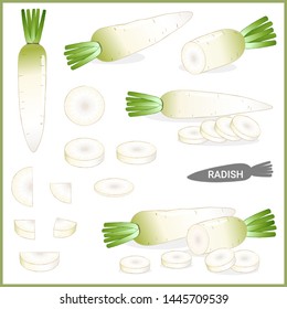 Set of fresh white radish or daikon with green top in various cuts and styles, vector illustration format 