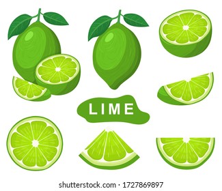 Set of fresh whole, half, cut slice lime fruits isolated on white background. Summer fruits for healthy lifestyle. Organic fruit. Cartoon style. Vector illustration for any design.
