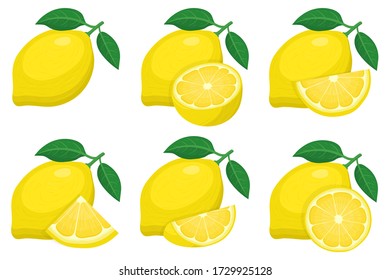 Set of fresh whole, half, cut slice lemon fruit groups isolated on white background. Summer fruits for healthy lifestyle. Organic fruit. Cartoon style. Vector illustration for any design.