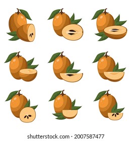 Set of fresh whole, half, cut slice sapodilla fruits isolated on white background. Summer fruits for healthy lifestyle. Organic fruit. Cartoon style. Vector illustration for any design.