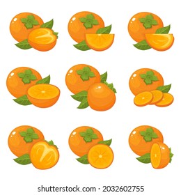 Set of fresh whole, half, cut slice persimmon fruits isolated on white background. Summer fruits for healthy lifestyle. Organic fruit. Cartoon style. Vector illustration for any design.