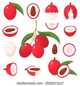 Set of fresh whole, half, cut slice lychee fruits isolated on white background. Summer fruits for healthy lifestyle. Organic fruit. Cartoon style. Vector illustration for any design.