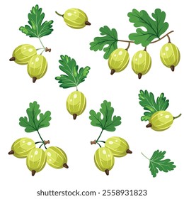 Set of fresh yellow gooseberries in cartoon, realistic style. Vector illustration of berries, large and small sizes, on crowns with leaves on white background. Composition with gooseberry on stem.