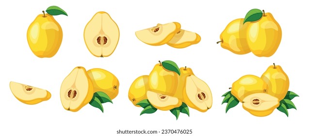 Conjunto de quinces amarillas frescas en estilo caricatura. Ilustración vectorial de deliciosos membrillos diferentes con hojas verdes enteras, mitades y rodajas, y semillas aisladas en fondo blanco.