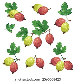 Set of fresh yellow and red gooseberries in cartoon, realistic style. Vector illustration of berries, large and small sizes, on crowns with leaves on white background. Composition with gooseberry.