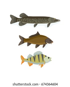 Set of freshwater fish: perch, carp, pike. Ocean, water, sea, river, collection. Varieties of ornamental popular color fish. Vector illustration isolated in cartoon style.
